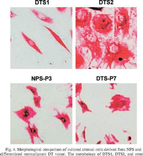 Figure 4 From Stromal Cell Heterogeneity In Fibroblast Growth Factor