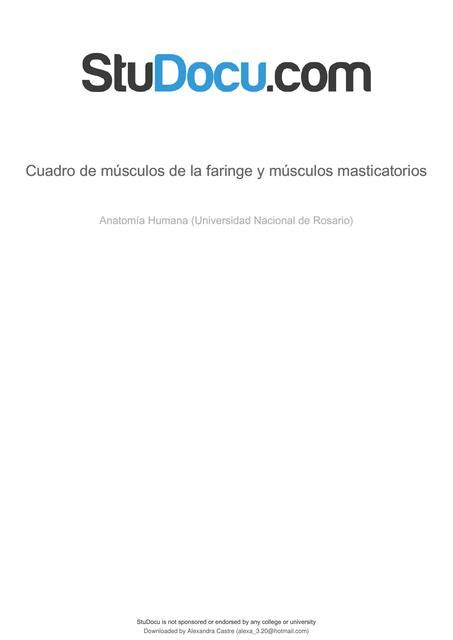 Cuadro De Musculos De La Faringe Y Musculos Masticatorios Ingrid