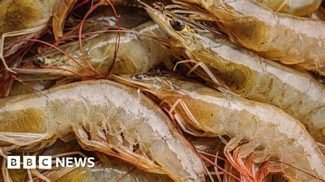 Shrimp Farming