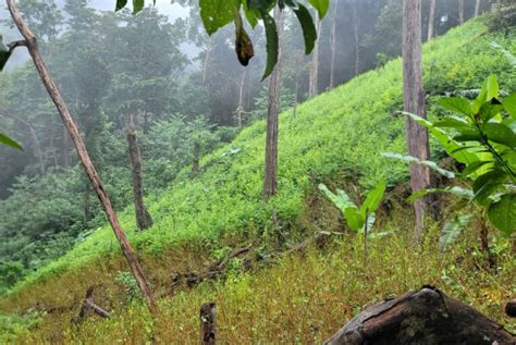 Aseguran 45 Mil Arbustos De Coca Y Narcolaboratorio En Parque Nacional