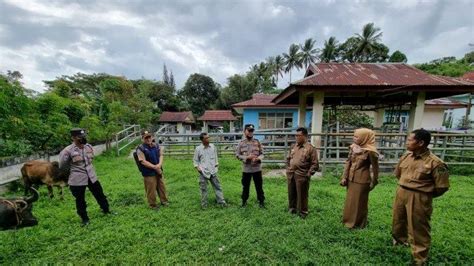 Kasus Hewan Ternak Terjangkit Pmk Di Rejang Lebong Tinggal Tersisa