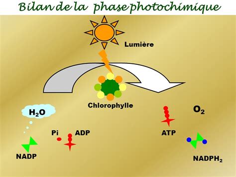 La Phase Photochimique De La Photosynth Se