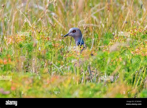 Turtle Dove, European Turtle Dove (Streptopelia turtur Stock Photo - Alamy