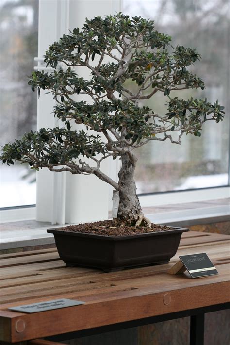 Olive Bonsai Tree Care Indoor - Tree Clipart Free