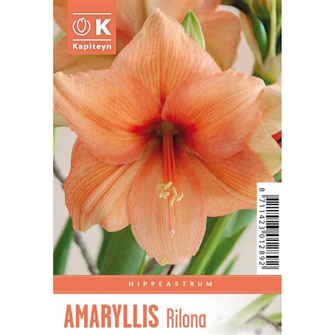 Amaryllis Rilona 1 Bulb
