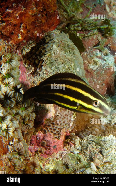 Juvenile Pacific Steephead Parrotfish Chlorurus Microrhinos Namu Atoll