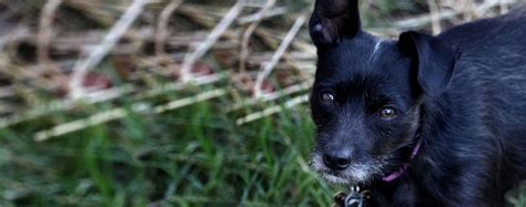 99 Long Haired Dachshund Rat Terrier Mix L2sanpiero