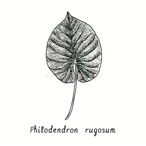 Philodendron Rugosum Leaf Ink Black And White Doodle Drawing Stock