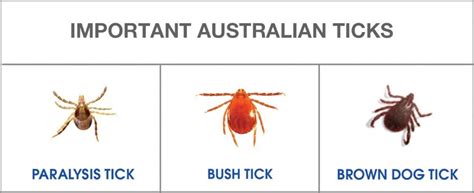 How Do I Identify A Tick On My Dog