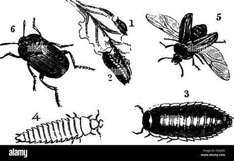 Ground Beetle Life Cycle