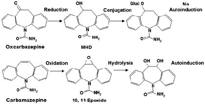 Figure Metabolism Of Oxcarbamazepine And Carbamazepine Mhd