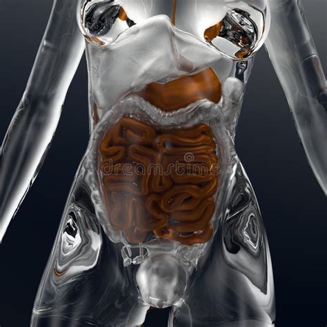 3d Illustration Of A Femal Glass Body With Visible Organs Highlighted Are Guts Stock