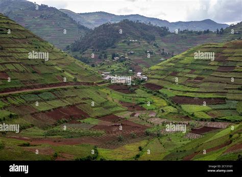 Lush Green Farm Crops Growing Hi Res Stock Photography And Images Alamy