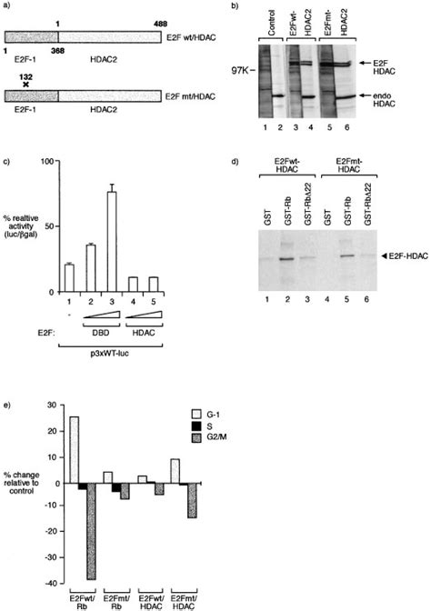 Role Of Hdac In Cell Cycle Control A Schematic Diagram Of The