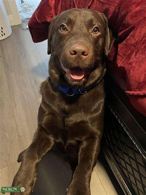 Pure Bred Chocolate Brown Labrador Stud Dog In Port Saint Lucie