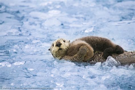 Marine wildlife photos from Alaska's food-rich waters.