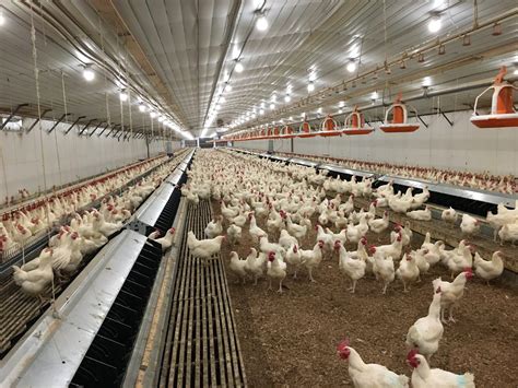 New Farmers Guide To The Commercial Broiler Industry Farm Types