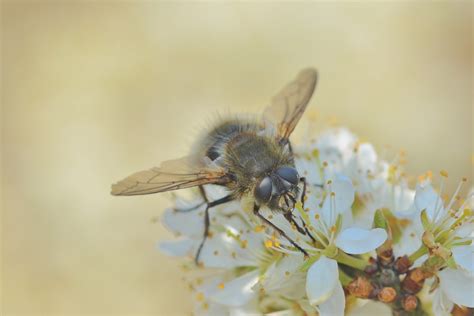 Voler Insecte Fleurs Photo Gratuite Sur Pixabay