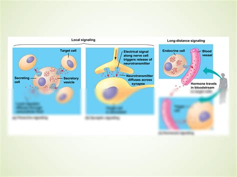 SOLUTION: Signal transduction pathway - Studypool