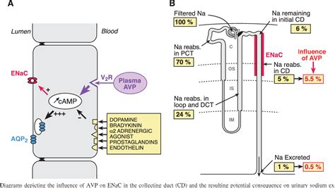 Figure 1 from Vasopressin V2 receptors, ENaC, and sodium reabsorption ...