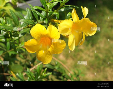 Common Yellow Flowers Of India Golden Trumpet Stock Photo Alamy