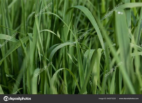 Barley Leaves Full Growth — Stock Photo © jslsvega #642573220