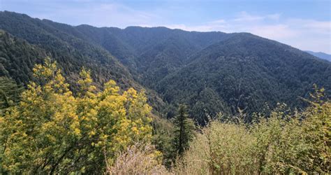 Shimla Water Catchment Wildlife Sanctuary The Complete Guide Must