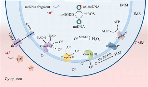 Frontiers Role Of Reactive Oxygen Species And Mitochondrial 53 OFF