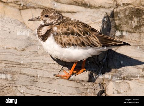 Ruddy Turnstone Arenaria Interpres Barnegat Light New Jersey Stock