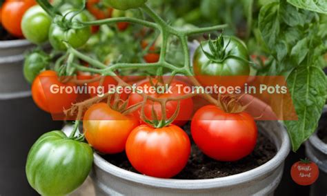 The Complete Guide To Growing Beefsteak Tomatoes In Pots Tomatoabout