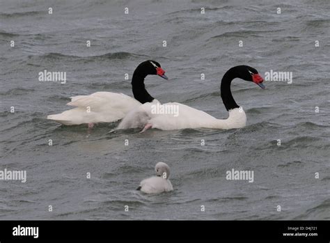 Black necked swan cygnets hi-res stock photography and images - Alamy