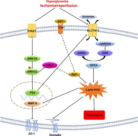 The Mechanism Of Endotheliocyte Damage And Hg Induced Hemorrhagic