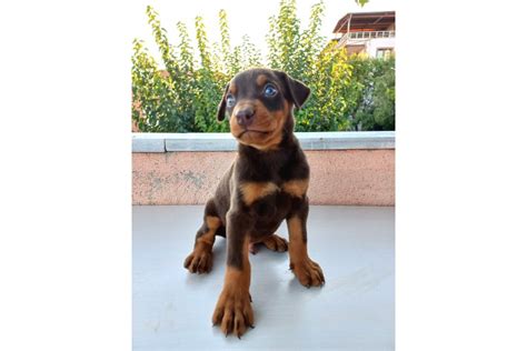 Safkan çevik Yavru Doberman