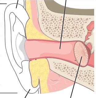 Outer ear Diagram | Quizlet