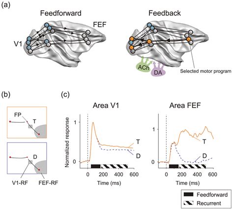 Factors That Modulate Visual Cortical Plasticity Download Scientific