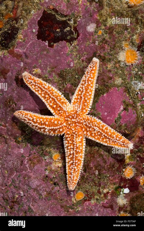 Asterias Rubens Hi Res Stock Photography And Images Alamy