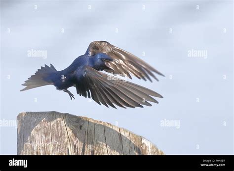 Nesting Purple Martins Stock Photo - Alamy