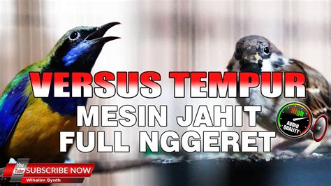 Masteran Murai Spesial Tempur Cungkok Rasa Cucak Jenggot Mesin Jahit