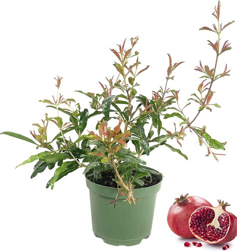 Pomegranate Tree Live Plant Potted Pomegranate Plant 6 To 10 Inch Tall