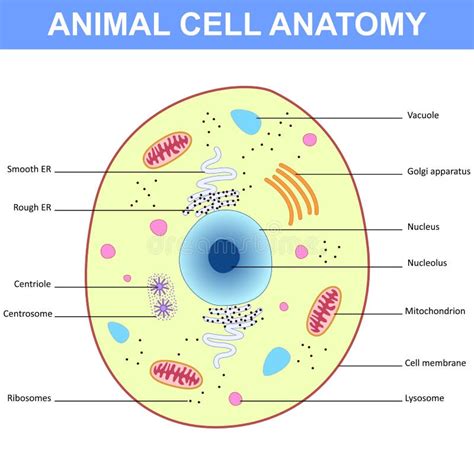 structure   animal cell stock vector illustration  organelle