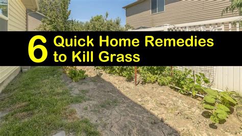 How To Kill Grass In Flower Beds Naturally Prudence Causey