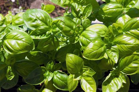 How to Plant and Grow Basil | Gardener’s Path