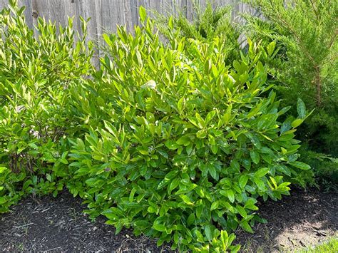 Viburnum Brandywine Tree Top Nursery And Landscape Inc