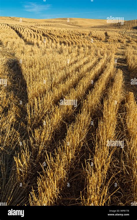 Washington, Palouse Region, wheat field, fall season after harvest ...