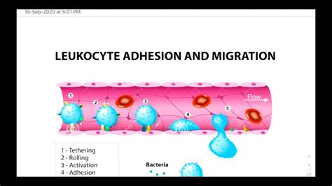 Leukocyte Adhesion And Migration Youtube