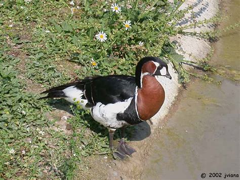 Branta Ruficollis