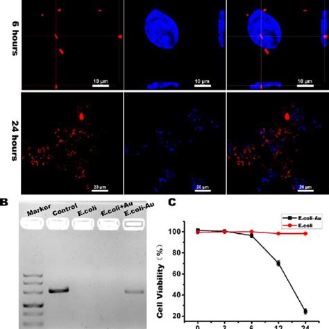 Confocal Laser Scanning Microscopy Image Of HEK293T Cells Incubated