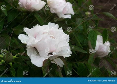 花园中一棵白芍花枝 库存照片 图片 包括有 绿色 弄脏 从事园艺 花瓣 字段 绽放 开花的 171305432