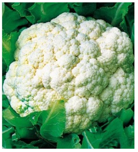 Cauliflower Early Snowball Seeds Dutchmans Garden Supply Canada