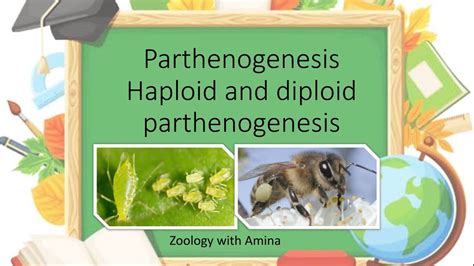 Parthenogenesis In Bees